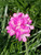 Armeria maritima 1g