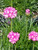 Armeria maritima 1g