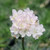 Armeria maritima 'Alba' flowers close-up