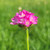 Armeria maritima splendens flowers close-up