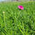 Armeria maritima splendens flowers close-up