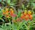 Asclepias curassavica 'Red Butterfly' flowers/flower close-up