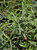 Asclepias fascicularis foliage
