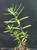 Asclepias fascicularis foliage close-up