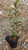 Baccharis salicifolia habit/foliage