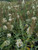 Buddleia 'Buzz™ Ivory'   landscape/habit