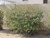 Calliandra californica landscape/habit