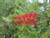 Callistemon viminalis Slim 'CV01' flower close-up