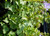Campanula p. 'Camgood' Blue Waterfall PP 13,161 foliage close-up