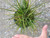 Carex tumulicola foliage/foliage close-up