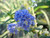 Ceanothus 'Dark Star' flowers close-up