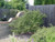 Ceanothus 'Dark Star' form/ landscape