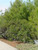 Ceanothus 'Dark Star' foliage/landscape