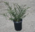 Ceanothus 'Dark Star' form