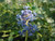 Ceanothus 'Frosty Blue' flowers/flower close-up