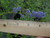 Ceanothus 'Frosty Blue' flowers/flower close-up