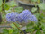 Ceanothus 'Frosty Blue' flowers/flower close-up