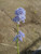 Ceanothus 'Frosty Blue' flowers/flower close-up