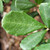Ceanothus maritimus 'Popcorn' foliage close-up