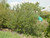 s 'Ray Hartman' landscape/habit
