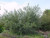 s 'Ray Hartman' landscape/habit