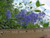 Ceanothus 'Ray Hartman' flowers close-up