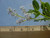 Ceanothus spinosus flowers close-up