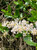 Ceanothus spinosus flowers close-up