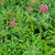 Centranthus ruber foliage/foliage close-up