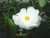 Cistus ladanifer 'Blanche' 5g