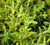 Cistus skanbergii foliage/foliage close-up