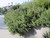 Cistus 'Sunset' landscape/habit