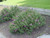 Cistus 'Sunset' landscape/habit