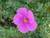 Cistus 'Sunset' flower close-up