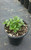 Convolvulus sabatius (C. mauritanicus) foliage/habit