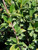 Cotoneaster parneyi (C. lacteus) foliage close-up