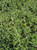 Cotoneaster parneyi (C. lacteus) foliage