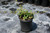 Cotoneaster salicifolius 'Repens' habit