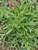 Delosperma Red Mountain foliage close-up