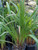 Dianella tasmanica Tasred (PP18,737) foliage