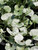 Dichondra argentea Silver Falls foliage close-up