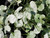 Dichondra argentea Silver Falls foliage close-up