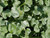 Dichondra argentea Silver Falls foliage close-up