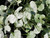 Dichondra argentea Silver Falls foliage close-up