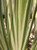 Dietes vegeta 'Variegata' foliage close-up