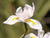 Dietes vegeta 'Variegata' flower close-up