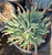 Dudleya hassei foliage/foliage close-up