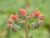 Echeveria 'Green Rose' 1g