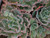 Echeveria 'Ruffles' foliage/habit/landscape
