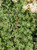 Eriogonum fasciculatum foliage close-up